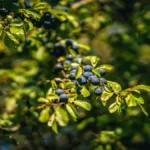 Foraging for Wild Edibles in Ontario