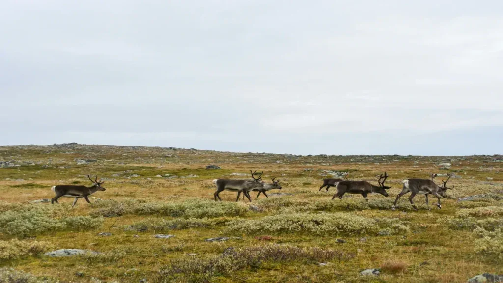 The Reindeer Herders of Inuvik